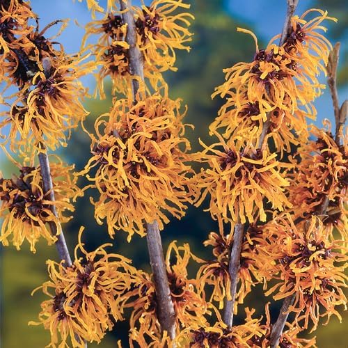 Hamamelis Orange Beauty Witch Hazel Shrub Winter Flowering Plants
