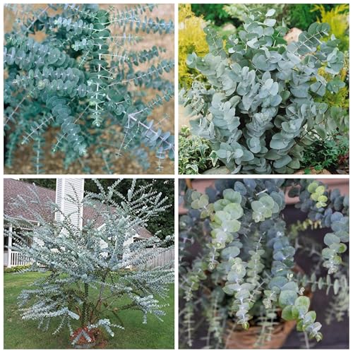 Eucalyptus Seeds for Planting Eucalyptus Seed for Cut and Flowers and Decor Perfect for Outdoor Growing and Spring Garden