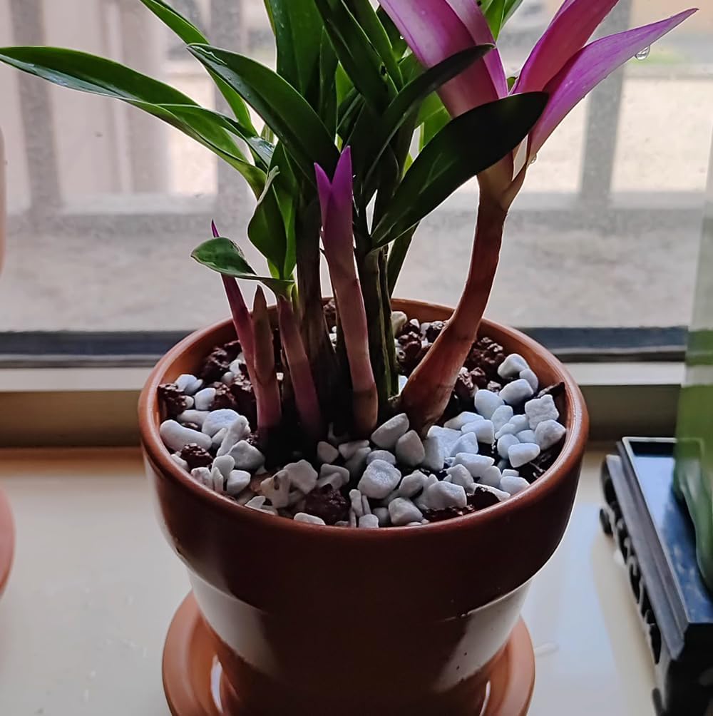 Vermiculita y perlita orgánica hortícola de grado profesional de 50 cuartos (tamaño grande, perlita, 50 cuartos de galón)