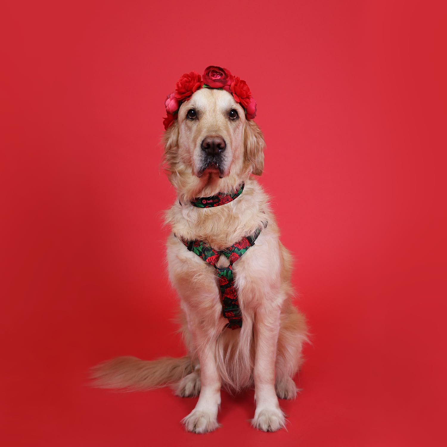 Harnais pour Chiot et Petite Chien | NO Absorb | Anti Traction | Réglable en 5 Points | Step-in | Empêchant la Traction et l'étouffement | Léger, Résistant | Dog Harness | Eternal Rose-XS