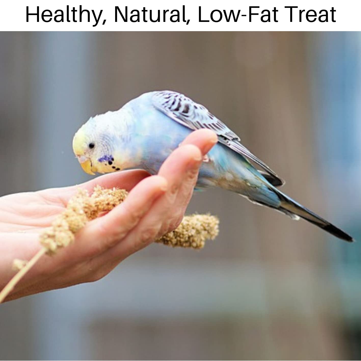 Britten & James Premium Quality Large 10 inch Millet Sprays for Birds (Approx 500g). Treat your birds to a healthy - Image 2