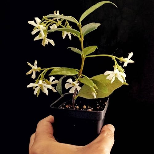 Miniatura 1 de Planta de viña de jazmín jazmín confederado jazminoides de traquelospermum altamente fragante