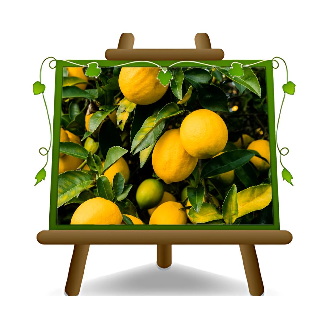 Zitrusgewächs Zitrone – Citrus Limon Pflanze Ab Frucht Form: Bäumchen Höhe 180 CM Alter 6~7 Jahre Vase 35 CM