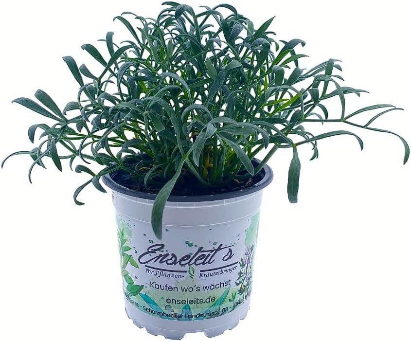 Meerfenchel Crithmum maritimum, Kräuter Pflanze Amazon.de Garten
