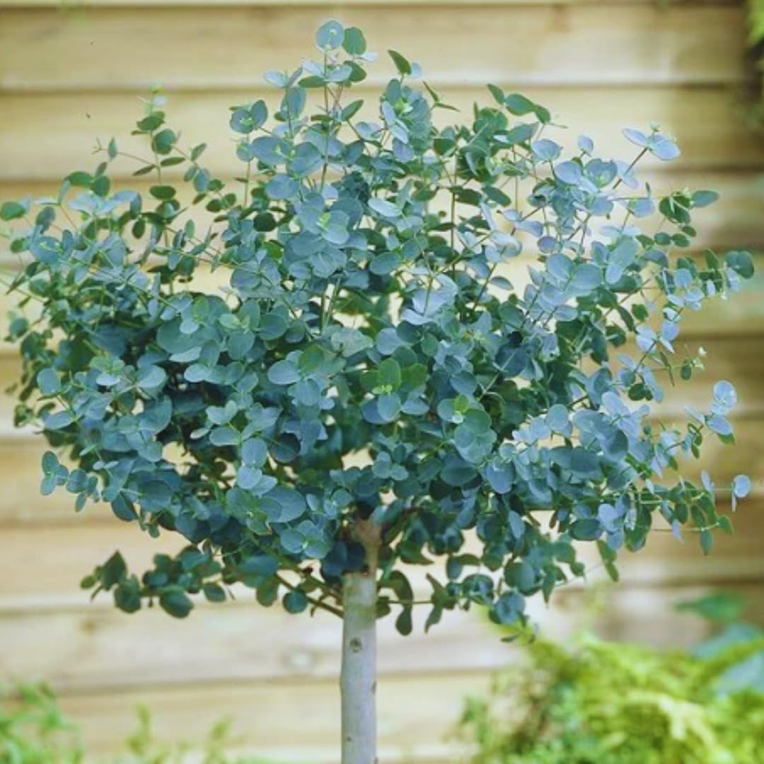 where to buy pothos Buy Golden Pothos (Epipremnum pinnatum) Moss stick