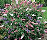FUN AND GROW SEEDS: Seeds Butterfly Bush Mix (Buddleja Davidii) Perennial Flowers 1000 Seeds