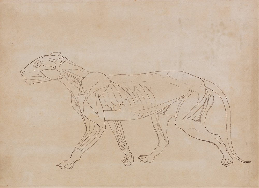 Cuadro anatómico Mammal's Bones de George Stubbs para decorar despachos con estilo