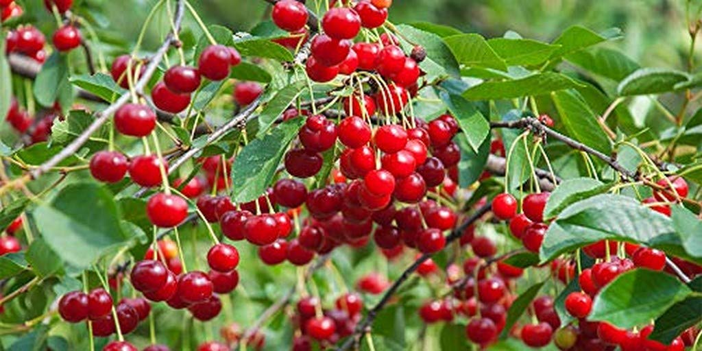 Creative Farmer Live Plant Large Bushy Shrub Barbados Cherry (West Indian Cherry) Exotic (1 Healthy Live Sweet Fruit Plant) (B08Q8PGV4L) Amazon Price History, Amazon Price Tracker
