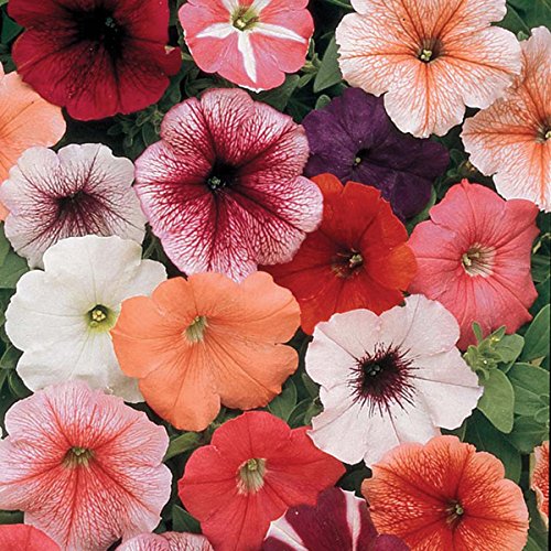 Nursery Live Rare Hybrid Petunia " Mirage Mixed " Exotic 100 Seeds for Growing (B0BLRGN95D) Amazon Price History, Amazon Price Tracker