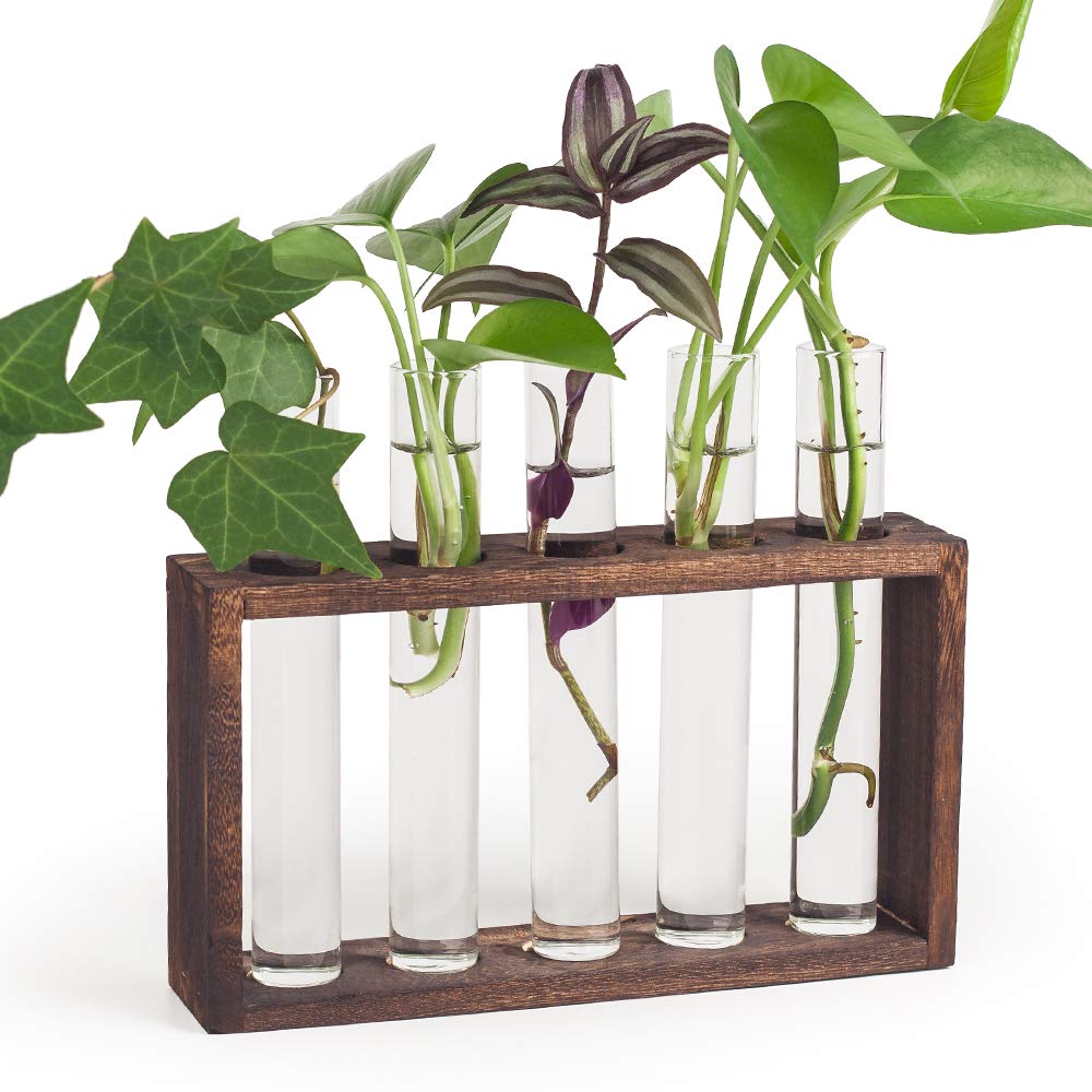Buy Terrarium with Wooden Stand, Wall Hanging Glass er Propagation Station with 5 Test Tube