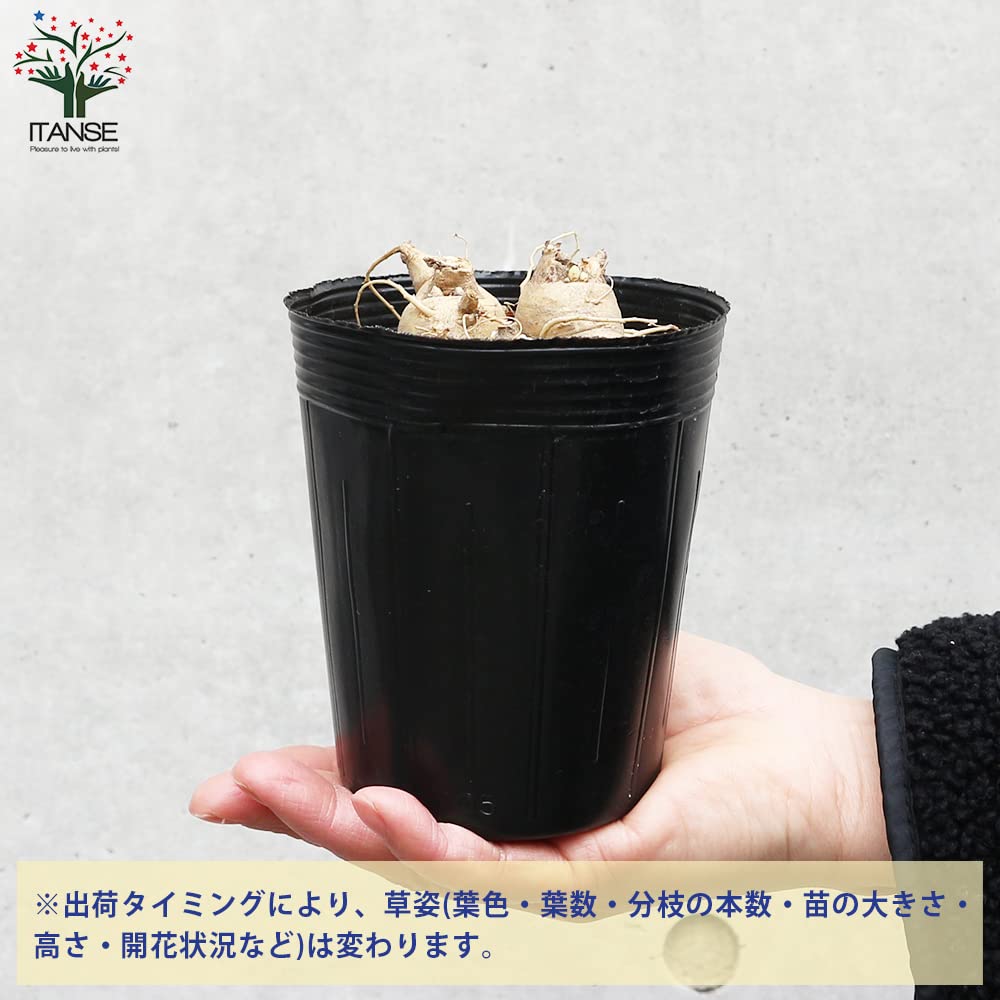 Amazon.co.jp: 桔梗の苗 白花 3.5号ロングポット苗【品種で選べる花苗