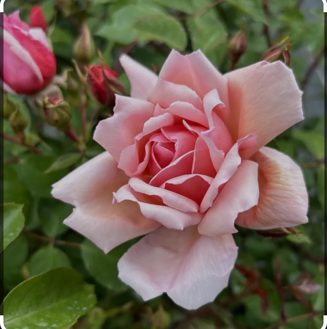 Albertine Climbing Rose Plant in 3 Litre Pot, Pink Blooms, Garden Ready