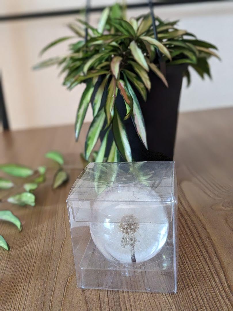 Amazon | タンポポ 綿毛 Lサイズ インテリア ペーパーウェイト