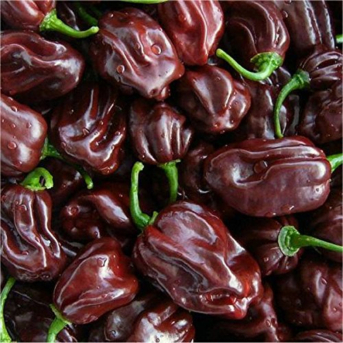 Semi di PEPERONCINO HABANERO CHOCOLATE