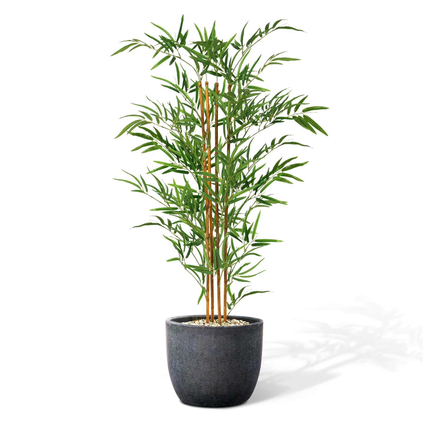dracaena dracaena Dracaena White Aspen main image 0