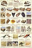 Laminated Introduction to Fossils Paleontology Educational Science Chart Poster Laminated Poster 24...