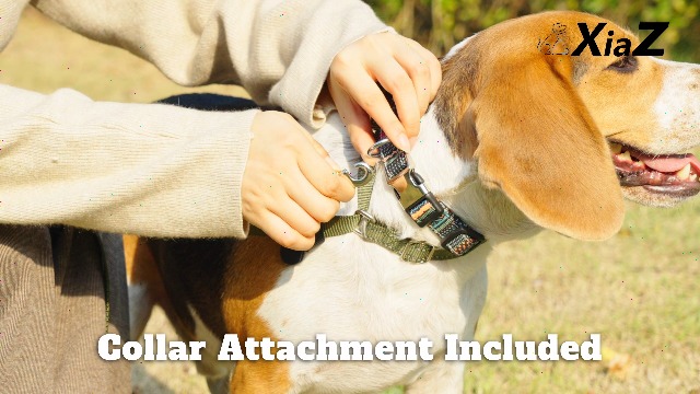 Amazon.com : XiaZ 6FT Dog Leash with Comfortable Flat Collar and