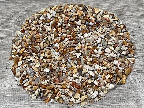 Image of Natural Semi Tumbled Fossil Coral Gemstone Chips - 2 oz Lot, Undrilled Crystal Chips