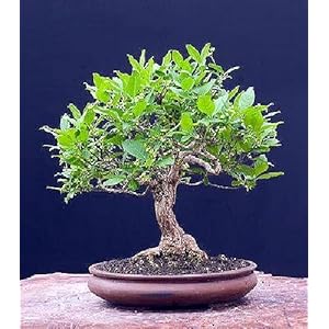 TROPICA – Gelso bianco (Morus alba) – 200 Semi – Bonsai