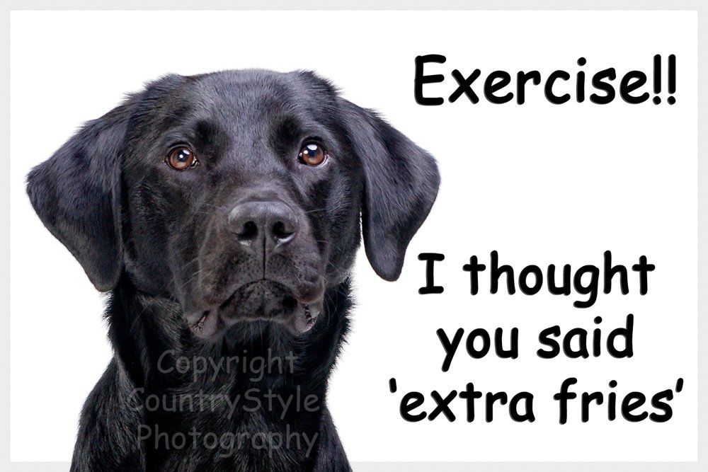 Countrystyle Gifts Black Labrador Retriever Dog Funny Fridge Magnet Lab Gift