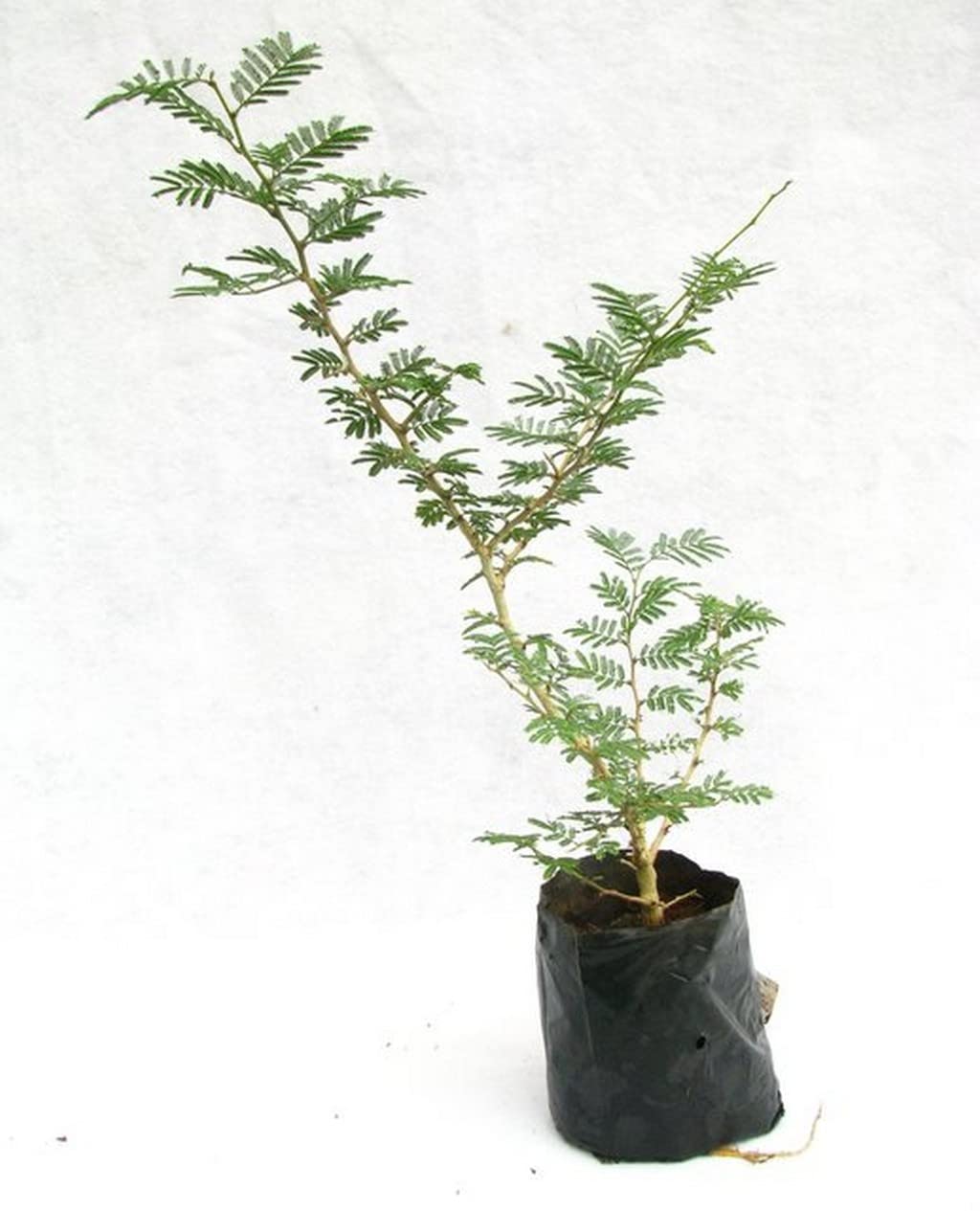 Creative Farmer Shami - Plant (Vanni Maram) Shami Tree, Jand Plant, Prosopis Cineraria Banni Maram, Mara, Jami, Dhaniushta Nakshatra, Patra, Sami Chikur, Chonkar Paudha (Healthy Live Plant) 4