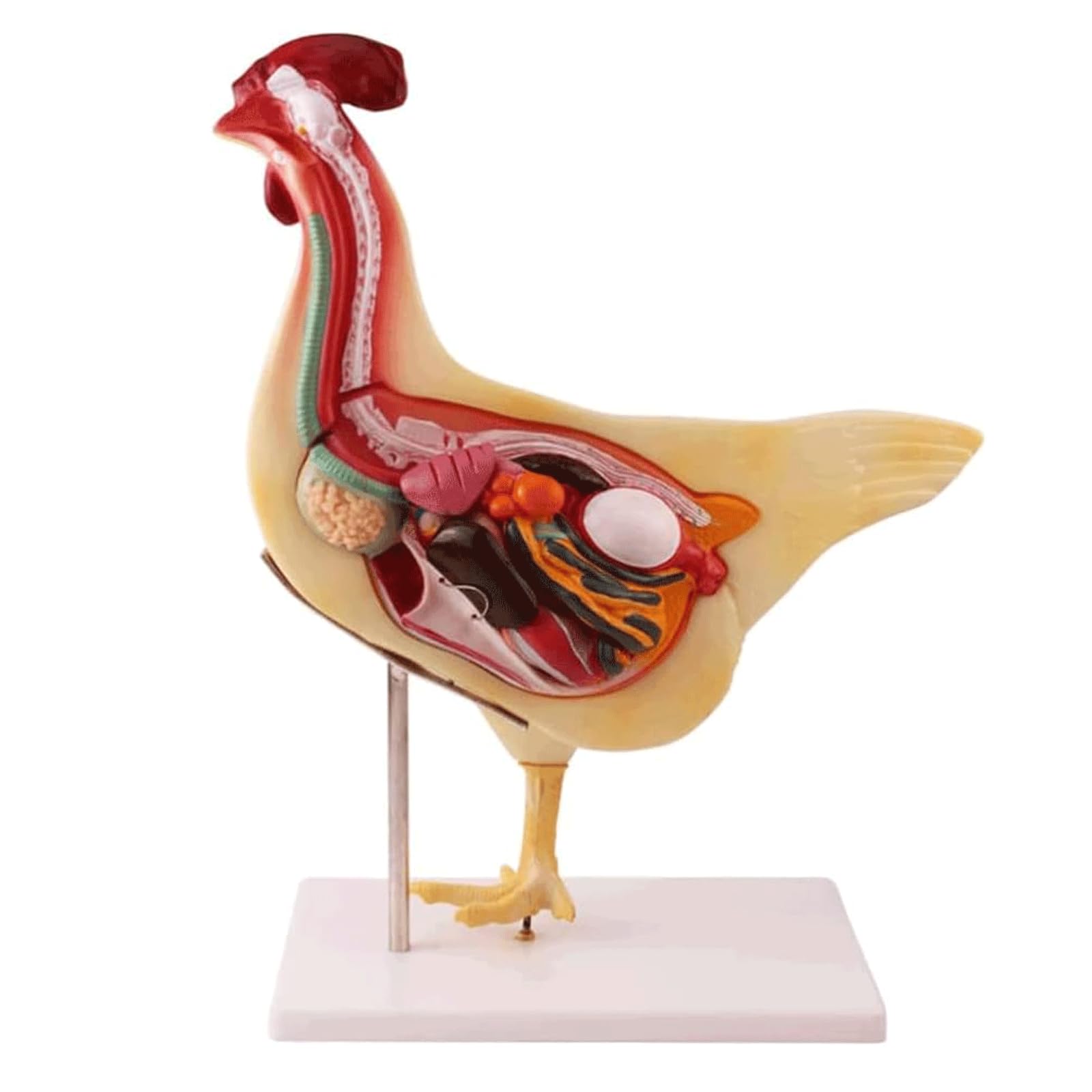 Tierorganmodell Realistisches Huhn-Anatomie-Modus-Tier-Eingeweide-Forschungsorganmodell, abnehmbare Biologie für die Demonstration des Tierunterrichts Anatomiemodell