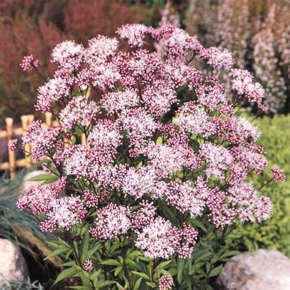 ☘️フジバカマ苗☘️　❤抜き苗❤　選べるおまけつき　無農薬 楽天市場】花苗 フジバカマの通販