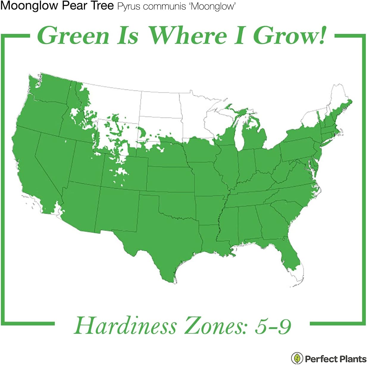 Perfect Plants Moonglow Pear Tree 4-5 ft. Tall Cross Pollinator Heavy Producer of Sweet Fruit, White Flowers