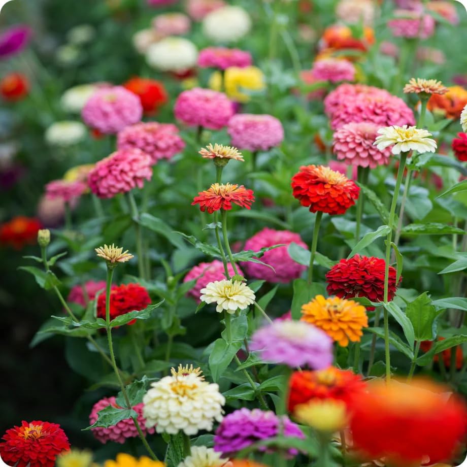 Zinnia Liliput Mixed Seeds, All Seasons Flowers, Compact Plants for Small Gardens, Containers, Borders (Pack Of 102+ Seeds)