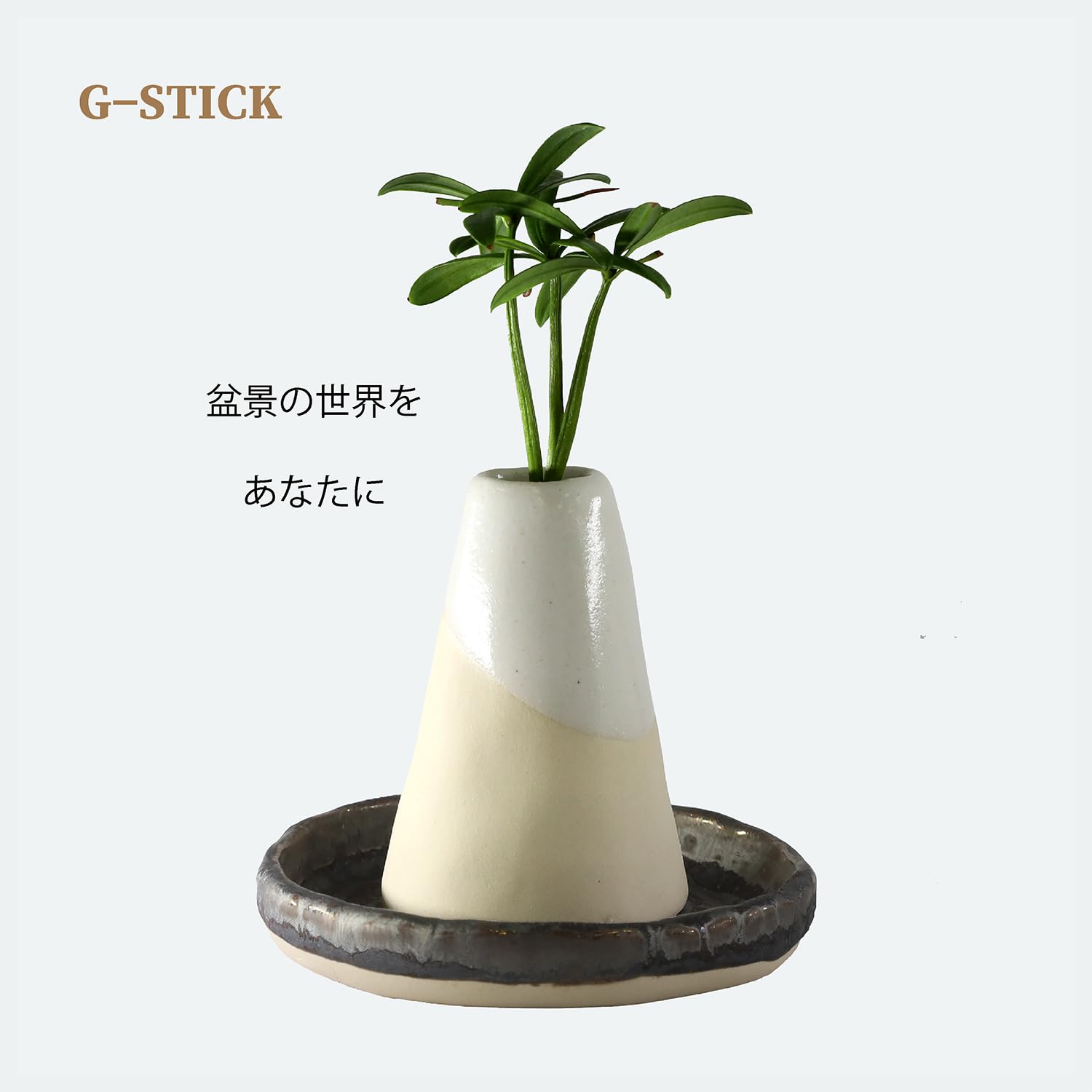 Amazon｜【大和盆景】日本古来の植物 「良縁を結ぶご神木 梛(なぎ)の木