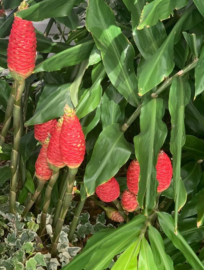Pack of 10 Ginger Shampoo Rhizomes Hawaiian Shampoo Ginger Awapuhi Zingiber Zerumbet Tubers Red Lily Gingers Bulbs