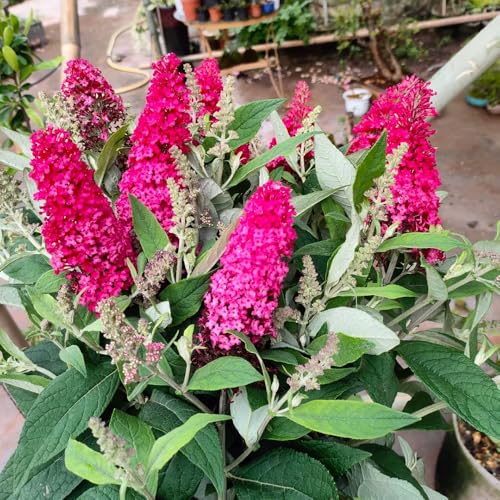 Semi di Buddleja davidii, esotiche arbusti a crescita rapida vecchie varietà decorazione da giardino per esterni regali per gli amanti del giardino semi di estivi arbusti 300pcs