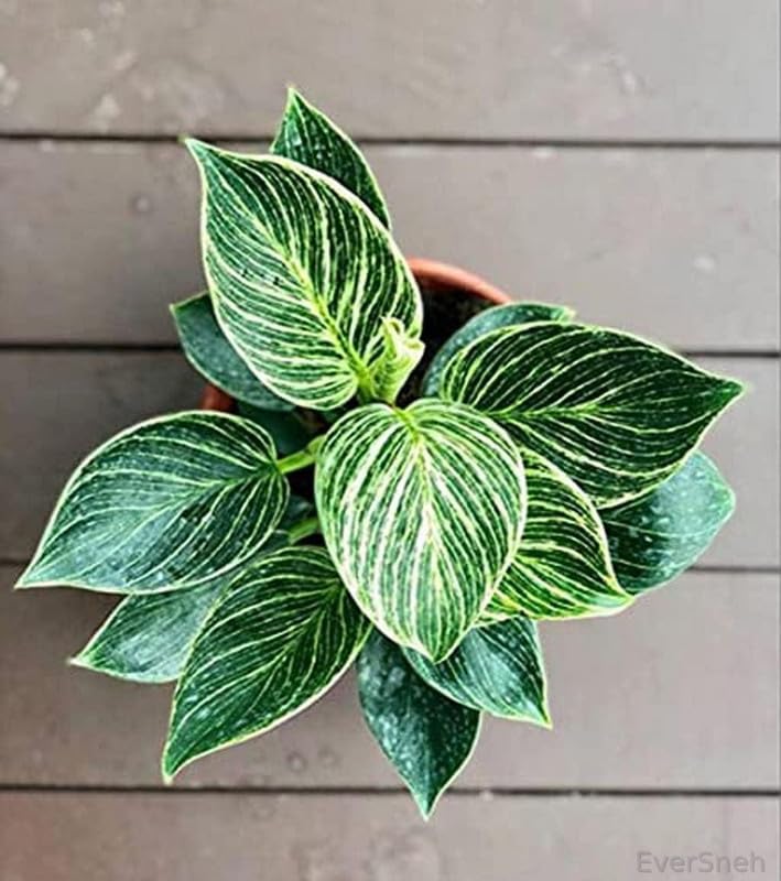 EverSneh Real Live Indoor Plant Decoration Philodendron Birkin Small Live Plants Rare Foliage For Desktop (Healthy Plant) With Black Nursery Pot (B0C9Y7K28Q) Amazon Price History, Amazon Price Tracker