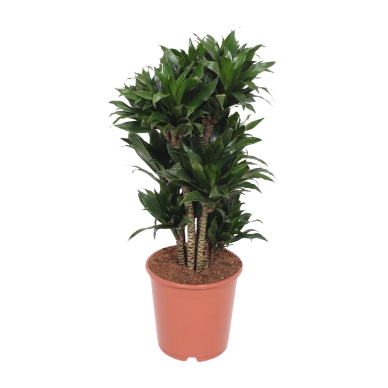 Planta Dracaena Compacta, Hojas Verdes, Decoración Interior, Ø24cm, 80cm