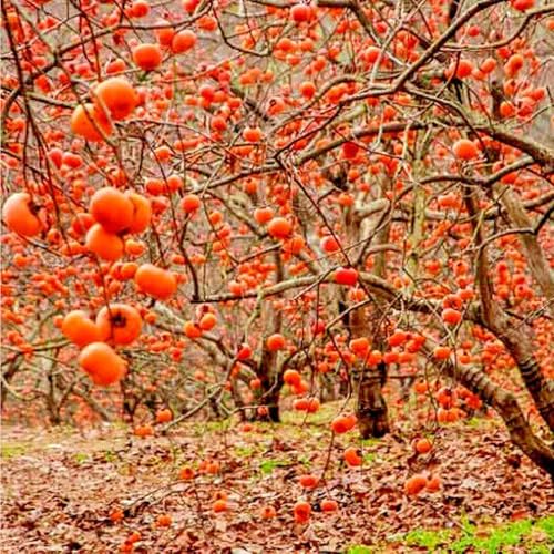 Mixrug 30+ Organic Fuyu Persimmon Seeds for Planting Outdoors,Diospyros Seeds Non-GMO Heirloom,Cold Hardy Fruit Tree Seed High Germination for Home Outdoor Garden - Thumbnail 6