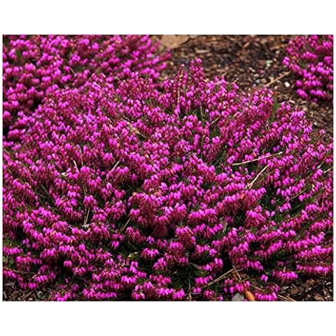(4 Pack) 9cm Pot Heather Erica Carnea Myretoun Ruby Winter Flowering Low Growing Ground Cover Bright Red Foliage Cover