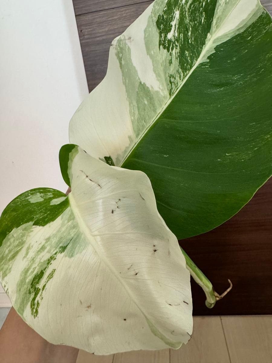 コミフォラ・品種不明(抜き苗) コミフォラ・品種不明(抜き苗)