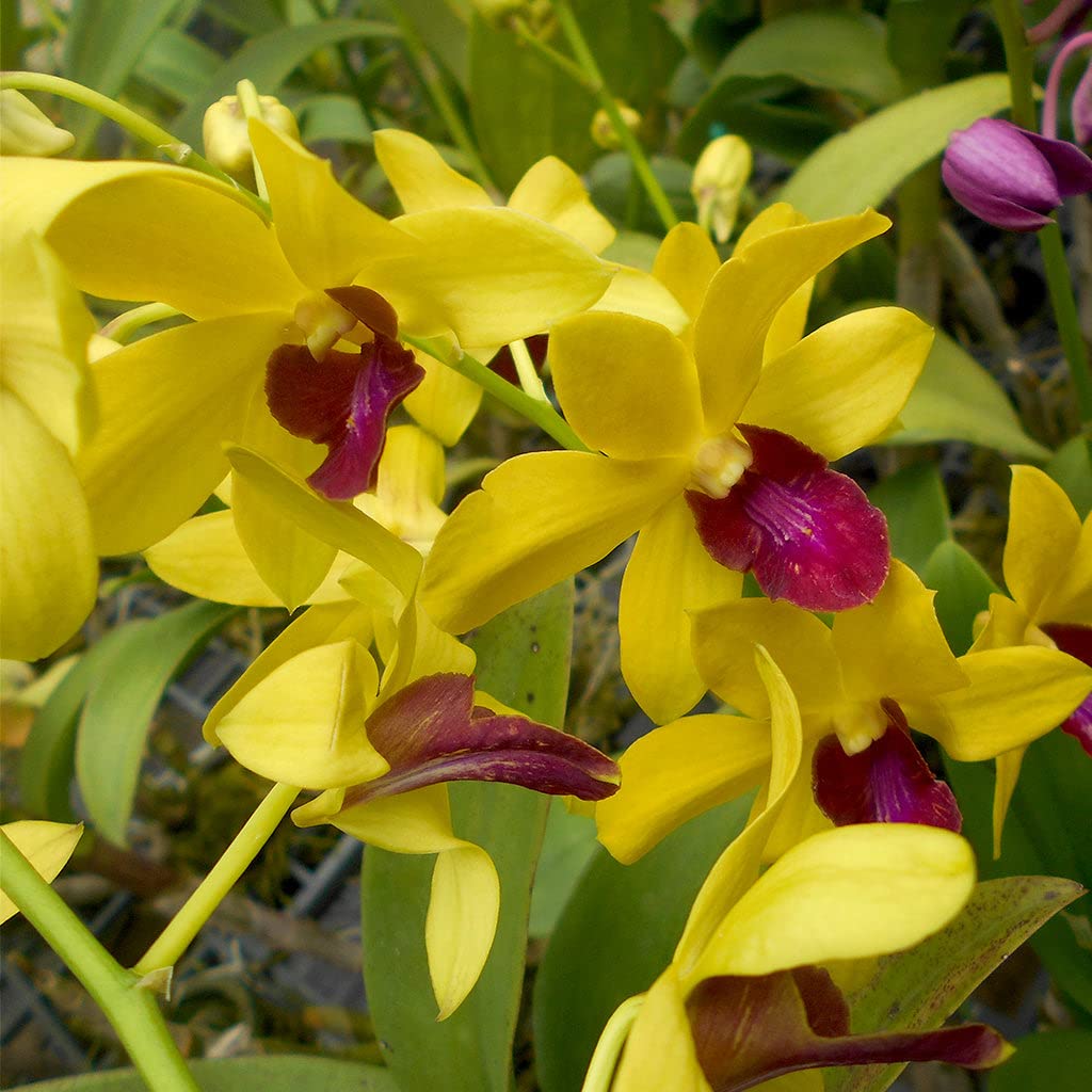 Florona Rare Orchid Live Plants Seedling dendrobium " Give by God Red Lip " 1 Healthy Live Plant (B09TTQ4ZBY) Amazon Price History, Amazon Price Tracker