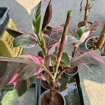 ムサ·ノノピンクバナナ③ Amazon.co.jp: ピンクバナナ バリエガータ ムサノノピンクバリエガータ