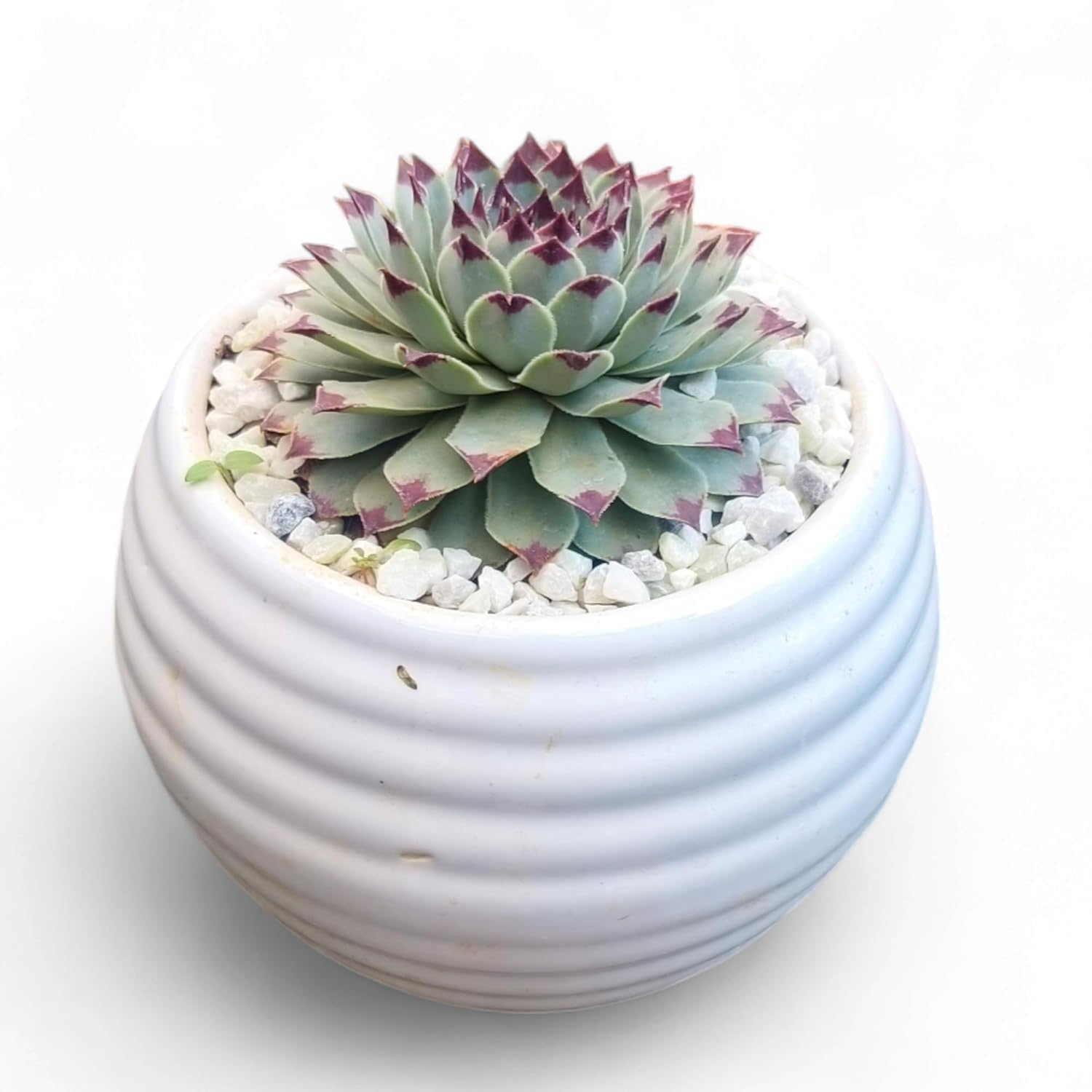 Live Laxmi Kamal Succulent Plant - Indoor Decorative Plant for Home & Office | Low Maintenance, Air-Purifying, Perfect for Gifting(LAXMI KAMAL PLANT) Without Pot-image-32