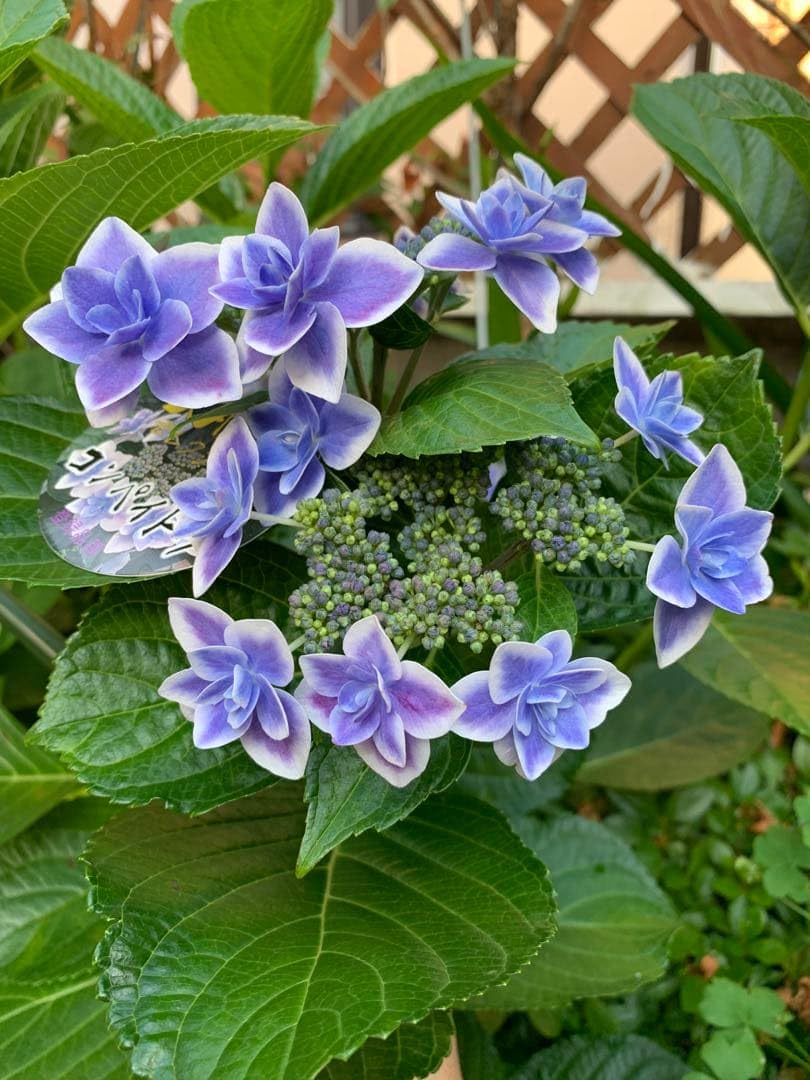 Amazon.co.jp: 紫陽花の苗 紫 1株 根付き苗 抜き苗 アジサイ 花木