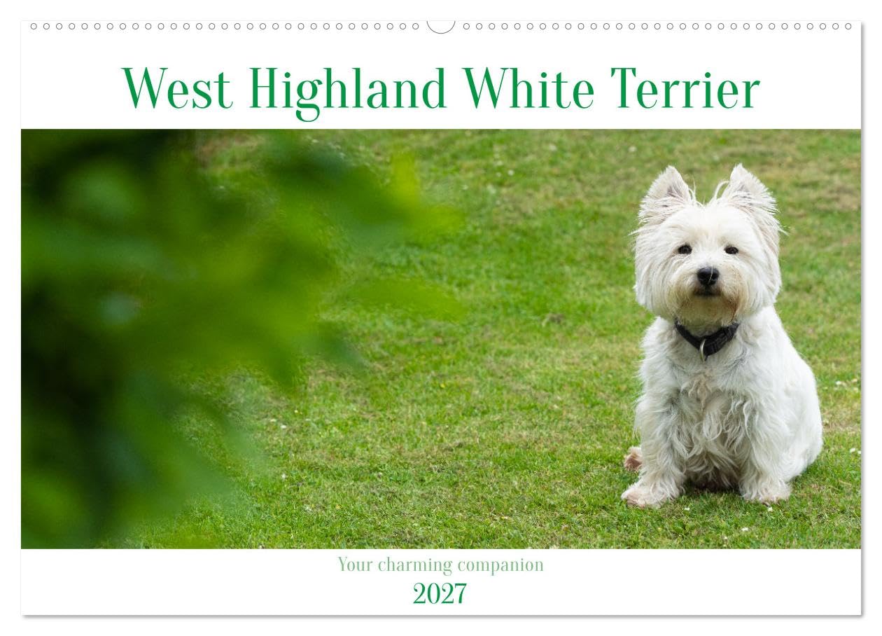 West Highland White Terrier - Your charming companion (Wall Calendar 2027 DIN A2 landscape), CALVENDO 12 Month Wall Calendar: Beautiful shots of the ... the year with this monthly calendar.