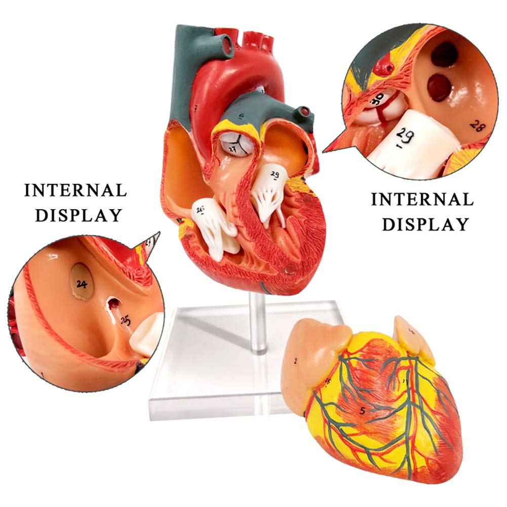 Evotech Scientific Human Heart Model For Anatomy, 2 Part Heart Models