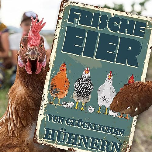 Hühnerstall Outdoor Blechschild-frische Eier glückliche Hühner Metallschild,Lustige Coop Metallschilder Vintage Schild Hühnerstall Zubehör Outdoor Deko(30x20cm)