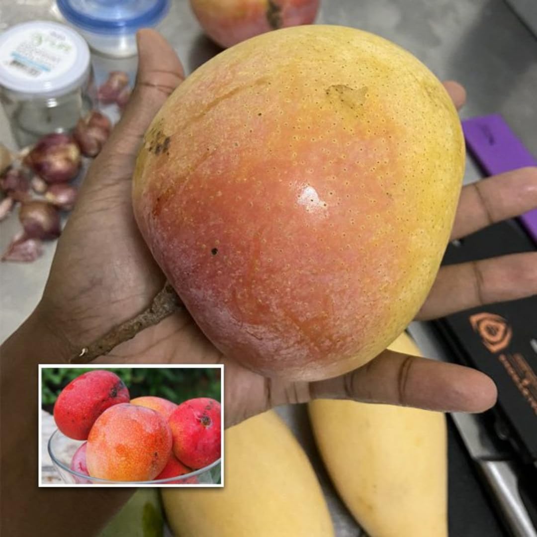 M-Tech Gardens Mango Fruit Plant (Jumbo Red, Grafted Hybrid) Exotic 1 Live Fruit Plant (B09ML1BJ92) Amazon Price History, Amazon Price Tracker