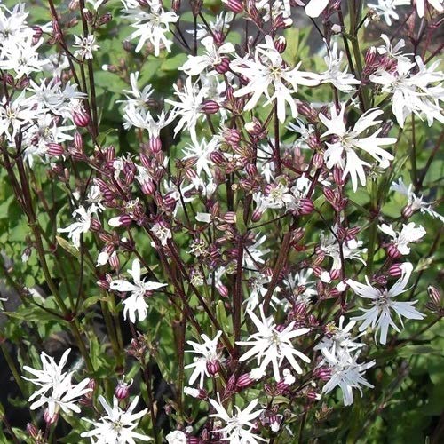 【宿根草】 リクニス ホワイトロビン 2株セット 【イングリッシュガーデン】のサムネイル