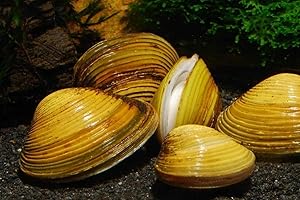 Live Freshwater Clams - Filter Feeders - Yellow/Gold (20) - Home Aquaculture