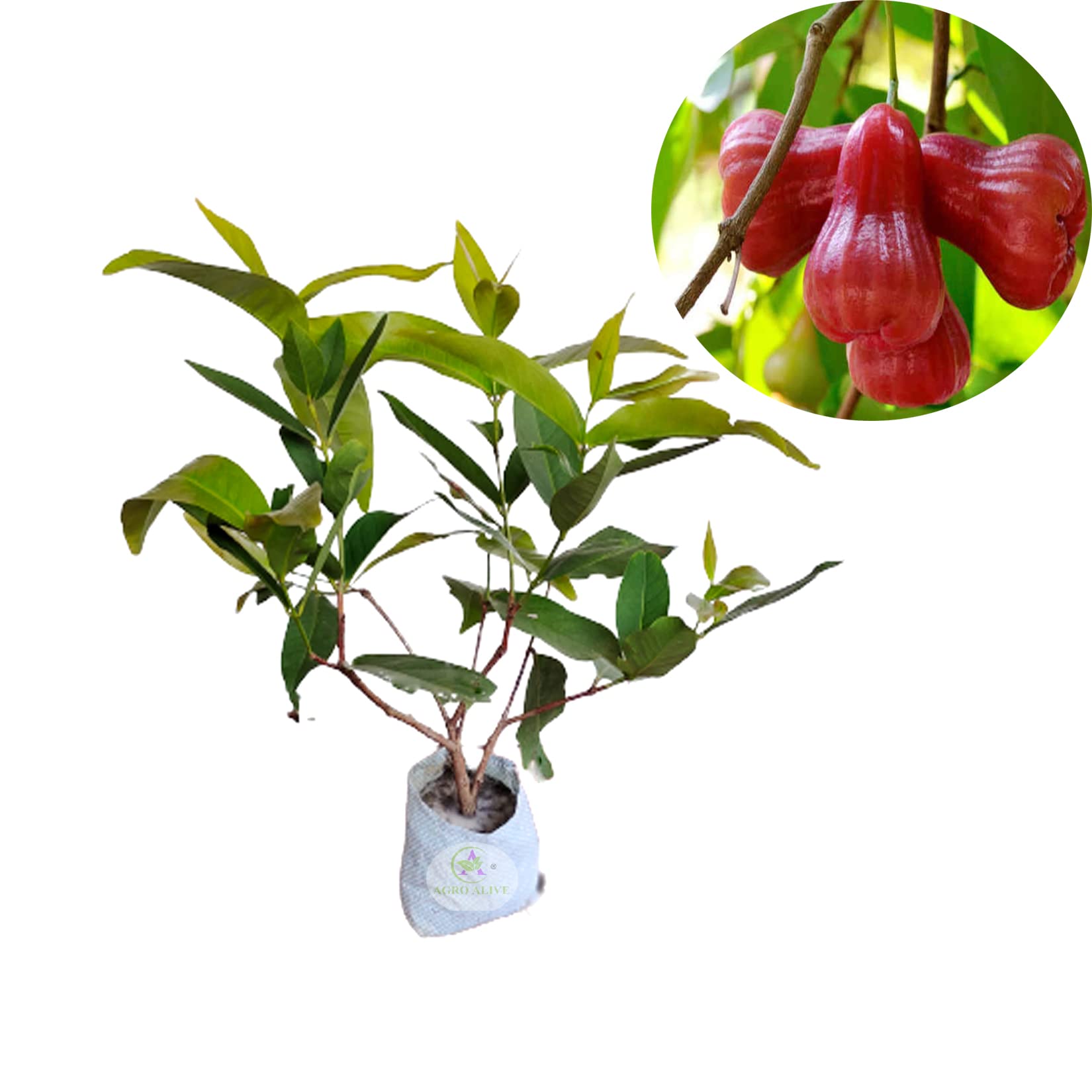 AGRO ALIVE Red Malay Variety Wax Apple Wax Jambu Water Apple Java Apple Fruit Jamrul (Air Layered) Live Plants & Tree(1-1.5 Ft Size) (B09RW5W8H6) Amazon Price History, Amazon Price Tracker