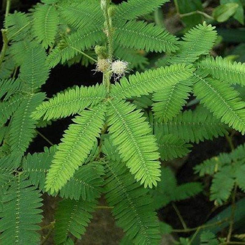 See full amazon price history chart for Original Chuimui, Touch me not Plant,Laajvanti Lajjabati Mimosa Pudica(White) Sensitive Live Plant For Garden Pack of 1 Original Chuimui, Touch me not Plant,Laajvanti Lajjabati Mimosa Pudica(White) Sensitive Live Plant For Garden Pack of 1 (B0D3YPS81W) Amazon Price History, Amazon Price Tracker