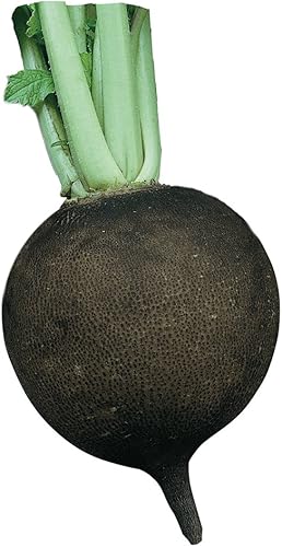 Burpee Semillas Rábano Redondo Español Negro 200 semillas